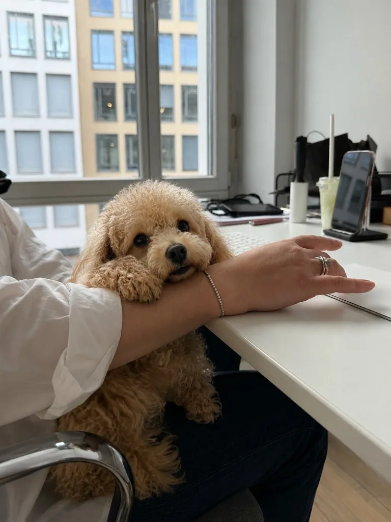 Poodle resting on an employee’s arm at her desk