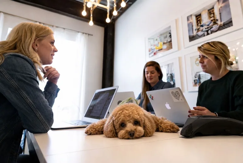 Team meeting with a poodle sitting on the table