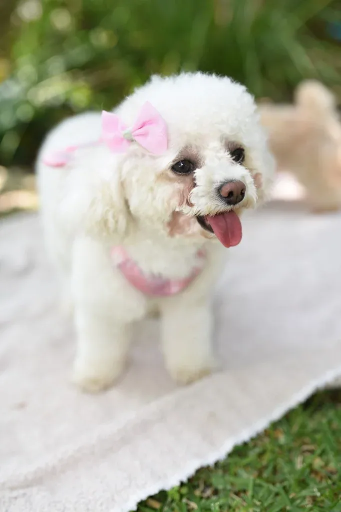 White poodle with a pink bow