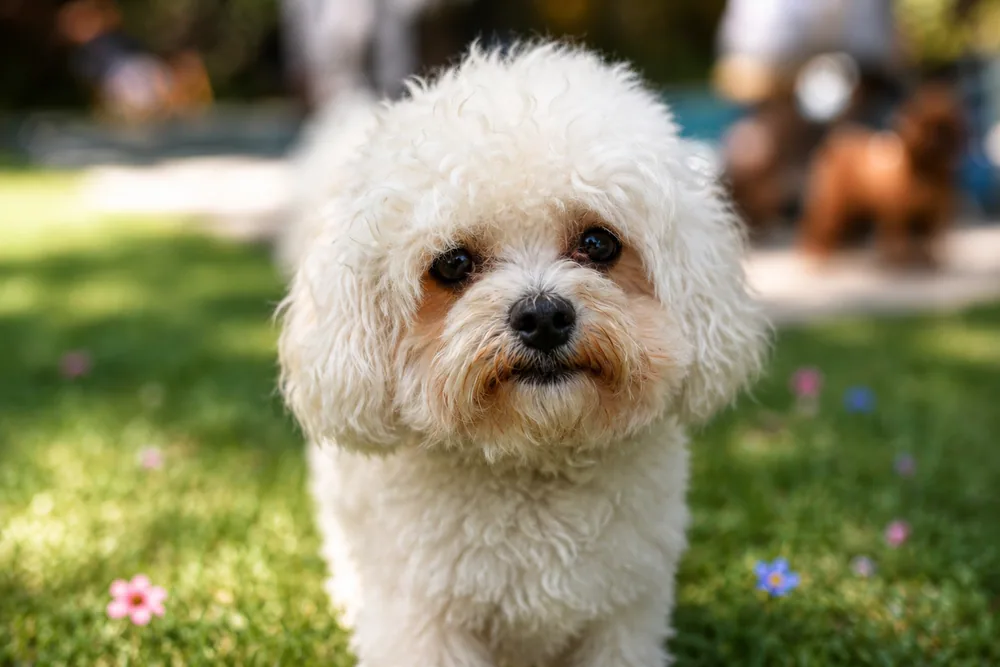 White teacup poodle close-up on the grass