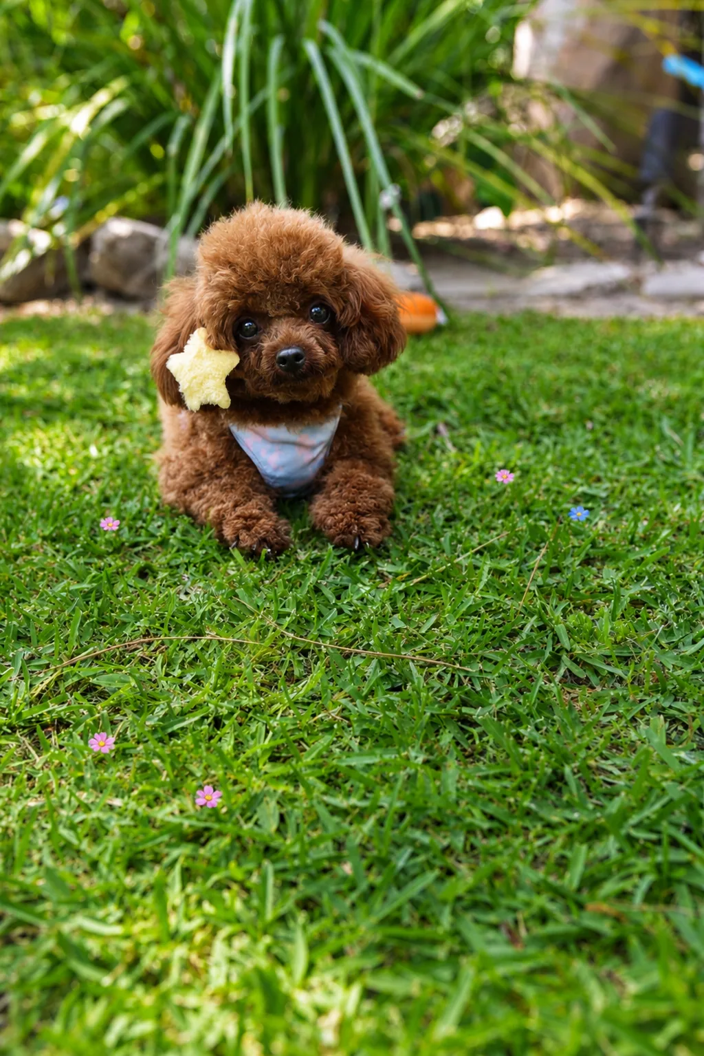 Brown teacup poodle with a star clip lying on the grass