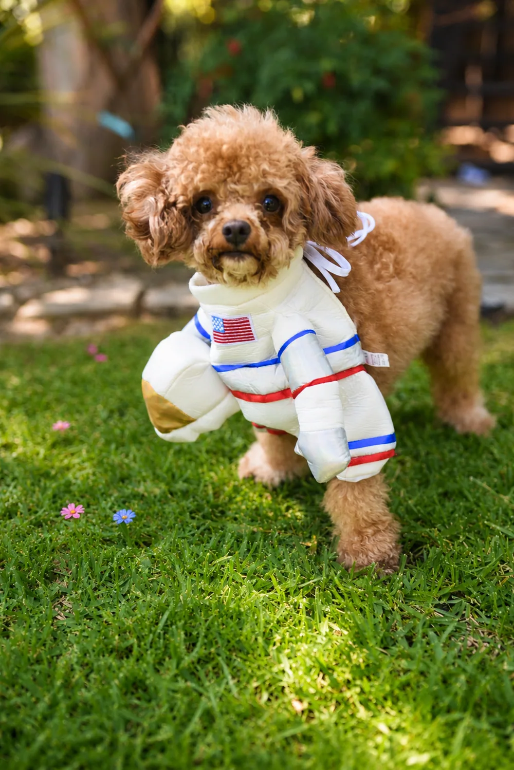 Teacup poodle in a little astronaut suit