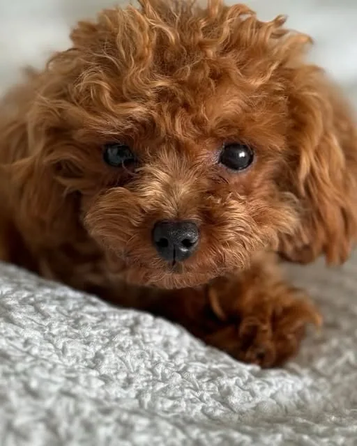 Teacup poodle looking at the camera