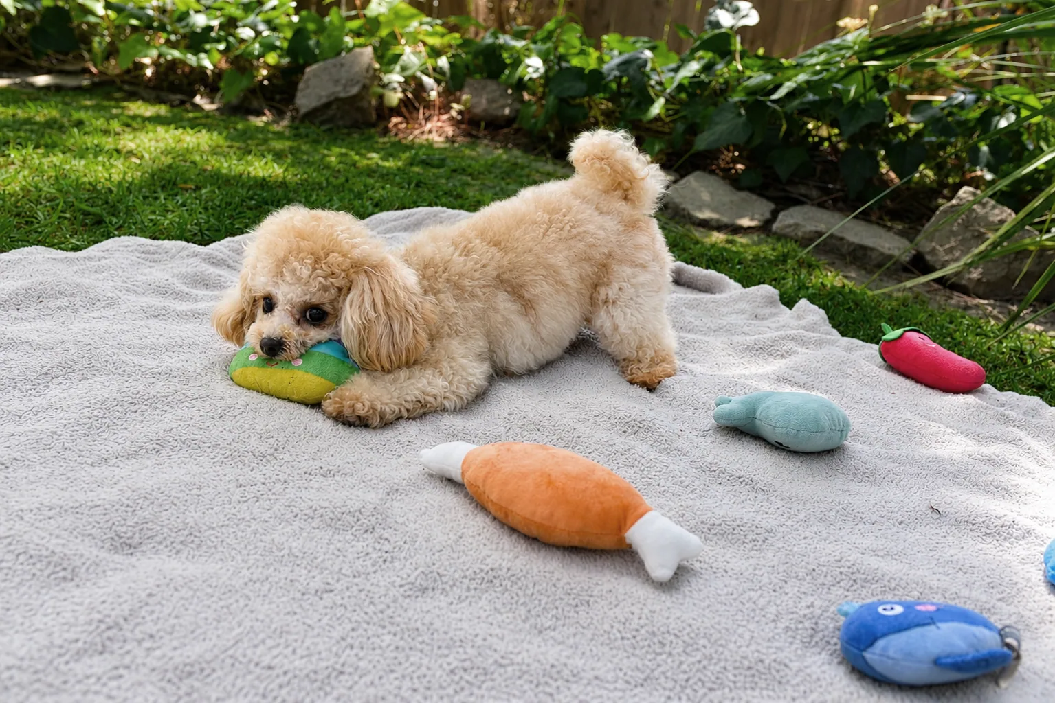 Teacup poodle playing with a toy on a picnic blanket in a garden