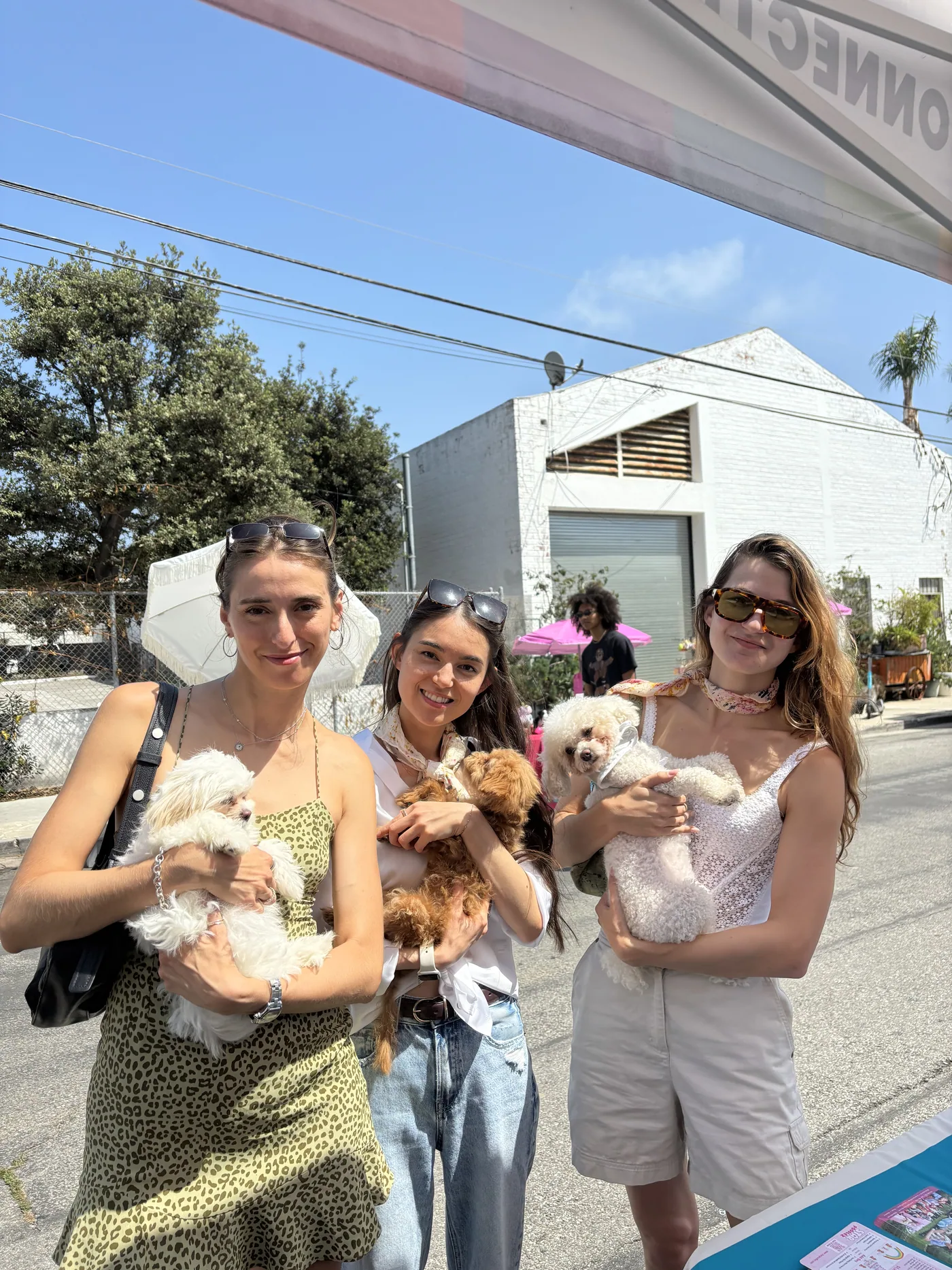 Guest holding a small poodle at a special occasion