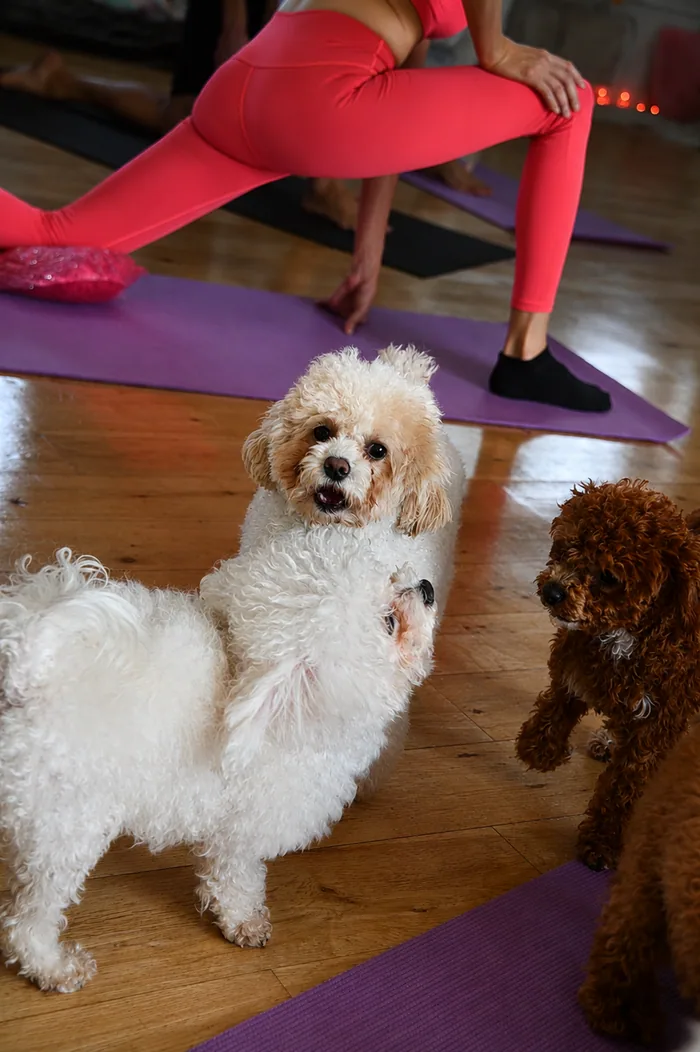 Participants practicing puppy yoga with teacup poodles